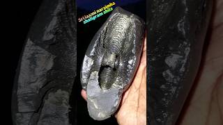 Shaligram sri laxmi narsimha shaligram shila  gandaki river shaligram 💐💐shorts short shortsfeed [upl. by Jordana806]