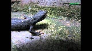 Ein Molch kommt aus dem Winterschlaf A newt comes out of hibernation [upl. by Yemane706]