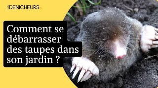 🐀 Taupes dans le jardin  7 astuces pour sen débarrasser rapidement 🐾 [upl. by Arrotal]