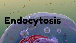 Types of Endocytosis  Phagocytosis  Pinocytosis and Receptor mediated [upl. by Nisior377]