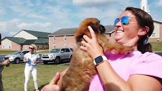 Wheaten Terrier puppy [upl. by Ajiak]