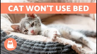 How to Make My CAT SLEEP in Their Own BED 🐱🛏️ 7 Tips [upl. by Chamkis640]