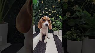 Meet Our Playful Beagle Puppy at Petland Racine 🐾 beaglepuppy beaglepuppiesforsale puppyshorts [upl. by Aerdnek374]