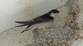 東方毛腳燕Asian House Martin [upl. by Beaulieu]