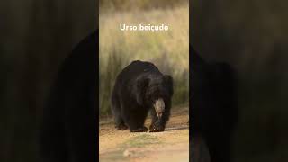 URSO BEIÇUDO um urso que come cupins e formigas [upl. by Dagney]