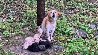 quotPlease pleasequot Mother dog hugs eight frozen puppies and cries for help [upl. by Laohcin]