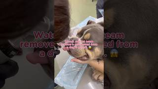 Vet removes grass seed from dog’s nose dogs pets vetadvice doghealth veterinarian pethealth [upl. by Occor727]