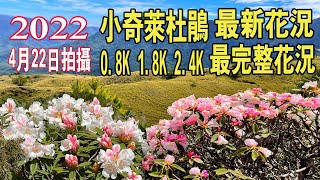 【合歡山小奇萊杜鵑】2022最新花況 2022422 拍攝 [upl. by Ibob]