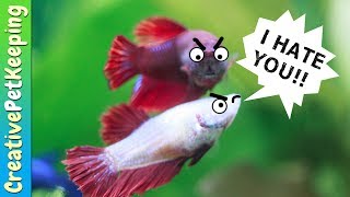 How to keep Female Betta Fish from killing each other  Fish Fan Friday [upl. by Zetnauq672]