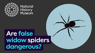 Are false widow spiders dangerous [upl. by Mika218]