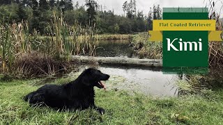 Kimi  Flat Coated Retriever  Our Favourite Weather is Here  2024 [upl. by Oibaf]