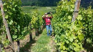 The hedge trimmer Helion on the Alsace Wine Route [upl. by Aicad240]