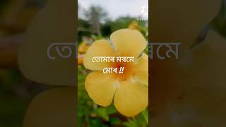 Song quotTumar Morome Murquot  With Music ll Tribute to Jayanta Hazarika 🙏An Assamese song yt [upl. by Aggri]