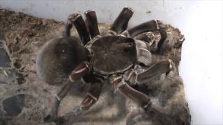 Tarantula feeding video 4 [upl. by Yadroc]