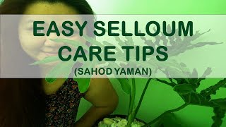 Selloum sahod Yaman Plant care TipsEasy and Simple care [upl. by Aicilegna]