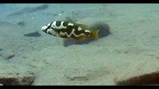 Nimbochromis livingstoni hunting at Thumbi West Malawi [upl. by Nolitta]