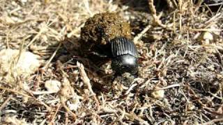 Dung beetle Scarabaeus laticollis rolling its dung ball  Bousier qui roule sa boule [upl. by Sheedy]