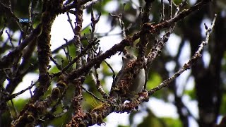 DLNR teams observe a nearly extinct bird species on Kauai [upl. by Bohannon]