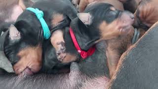 German Pinscher puppies 3 days old Litter E 2023 [upl. by Lunneta]