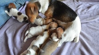 5 jack russell terriers puppies playing at 3 12 weeks old [upl. by Virginia]