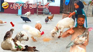 Chota Don Ki Ayashi Ho Gayi 🤣 Pets MB Vlogs [upl. by Lutero]