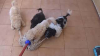 Cachorros de caniche toy jugando DIVERTIDO [upl. by Akirrehs]