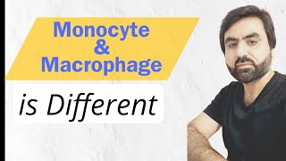 Monocyte amp Macrphage  Primaray location  Difference  UrduHindi [upl. by Anairo]