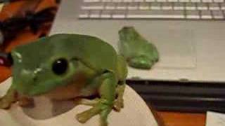 Elvis the climbing green tree frog [upl. by Aidualk]