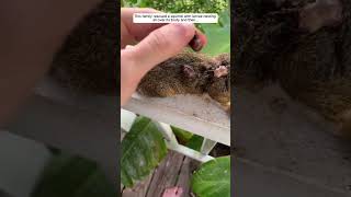 This woman rescued a squirrel with larvae nesting all over its body squirrel babysquirrels short [upl. by Odnomor]