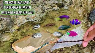 MENCARI IKAN DI PANTAI UNTUK ISI KOLAM AIR LAUT [upl. by Dorahs208]