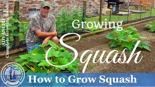 How To Grow Squash  Yellow Crookneck Squash and Zucchini Squash [upl. by Avigdor]