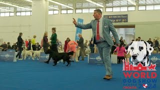 Flat Coated Retriever WDS 2024 Dogs [upl. by Itsirhc]