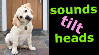 Sounds That Tilt a Dogs Head  Sounds Dogs Love [upl. by Chao30]