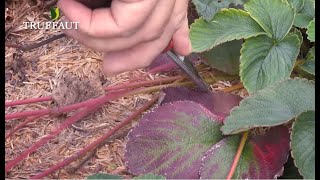 Calendrier du jardinier septembre  que faire au jardin ou sur la terrasse  Truffaut [upl. by Garfield]