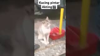 catloversindonesia awalnya gak gituawalnya mau ambil di rak lalu ak tegur malah Akting 🤣shorts [upl. by Nnuahs]