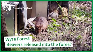 Beavers released into Wyre Forest [upl. by Victoria]