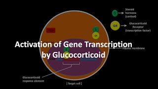 Glucocorticoid mediated gene transcription activation [upl. by Cathleen365]