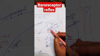 Baroreceptor reflexshorts physiology mbbs [upl. by Tripp]