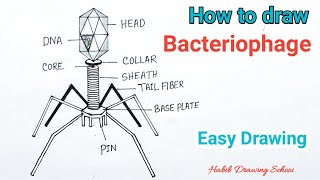 How to Draw Bacteriophage Diagram  Bacteriophage Virus Drawing [upl. by Schnell]