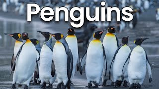 All about Penguins for Kids Penguins Facts and Information for Children [upl. by Niknar]