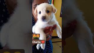 Charlie 777😍 BondingSong 777Charlie RakshitShetty [upl. by Nali]