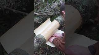 Bushcraft Skill Using Pine Bark bushcraft survival [upl. by Lagasse]