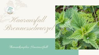 Brennesselwurzel Haarausfall  Ellen Langstein [upl. by Natsirk208]