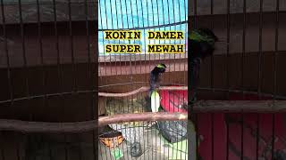 Konin dada merah super mewah gacor full materi kicaumania konin masteranmuraibatu [upl. by Hirz]