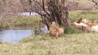 Lion meets Hippo at Ngorongoro Crater [upl. by Houlberg]