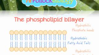 The Fluid Mosaic Model of the Cell Membrane [upl. by Ycak732]