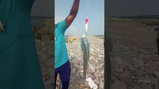 ANGLER ayyasamy bro ⚡ catched big GT 🔥⚡💥 [upl. by Saleem]