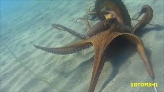 GREECE SPEARFISHING OCTAPUS 4 ΚΙΛΑ ΧΤΑΠΟΔΙ ΜΕ ΜΥΑΛΟSOTOFISH1 [upl. by Mat]