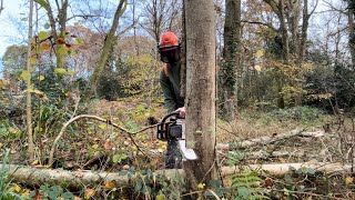 Felling some Dead Ash Trees [upl. by Arrimat]