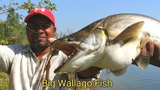 Wallago Attu Fishing Video  Big Grass Corp Fish  Fishing Video [upl. by Karwan]